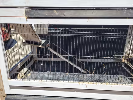 Photo of free Guinea Pig or Small Rabbit Hutch (Low Moor BD6) #2