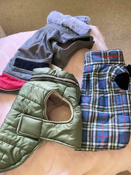 Photo of free Puppy or small dog bundle (Fishcross FK10) #2