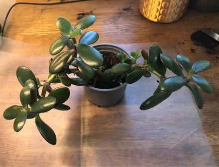 Photo of free Houseplants (Cripps Corner Rd TN32) #1