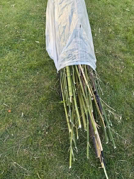 Photo of free Bamboo canes (Welling DA16) #2