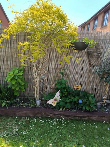 Photo of free Bamboo garden screening, it has been used. (Greater Leys OX4) #2