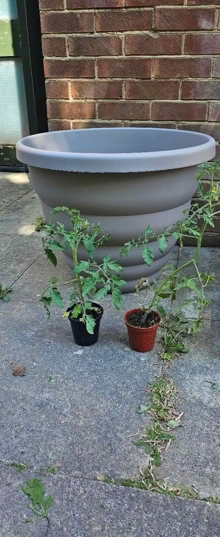 Photo of free Tomato Plants (CT9) #1