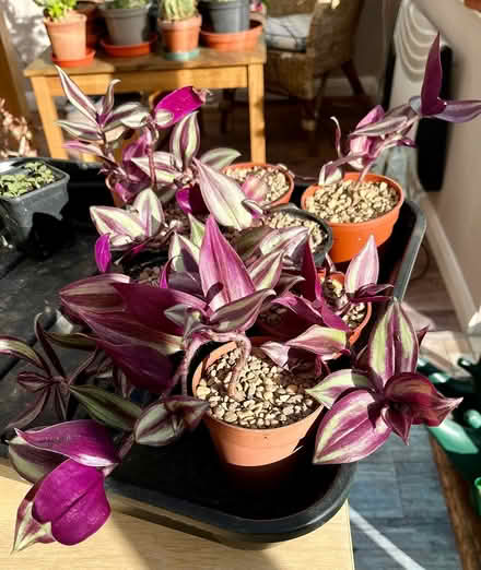 Photo of free Tradescantia/purple heart housplant (Hatfield AL10) #1
