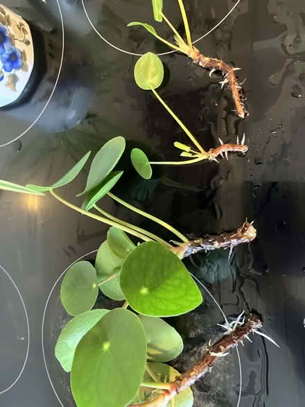 Photo of free Houseplant cuttings (Micklefield HP13) #1