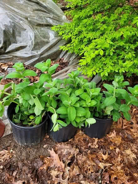 Photo of free Garden Lavendar and Applemimt (Carlisle, MA) #2