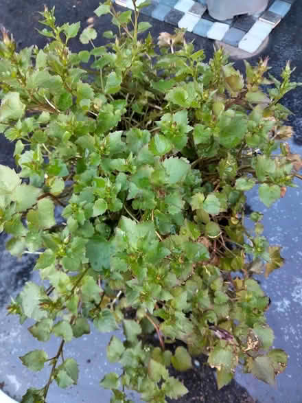 Photo of free Perennial Campanula (Shenley Lodge MK5) #1