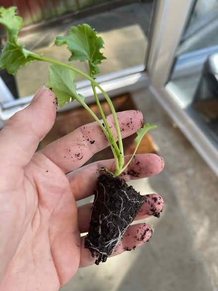Photo of free Kale plug plants (Oxford OX2) #1