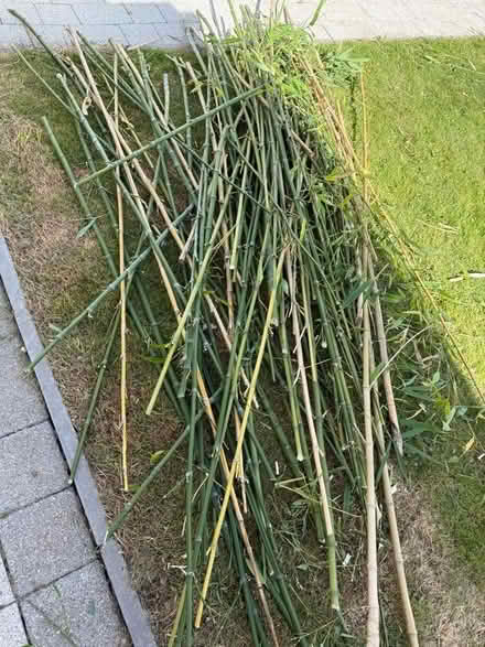 Photo of free Bamboo canes (Welling DA16) #3