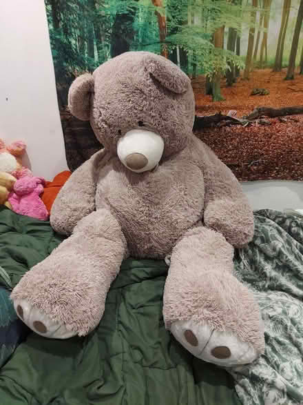 Photo of free Giant Teddy bear (Biggin Hill TN16) #1