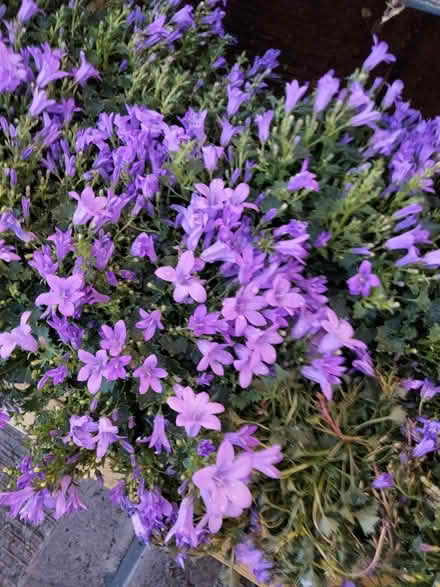 Photo of free Perennial Campanula (Shenley Lodge MK5) #2
