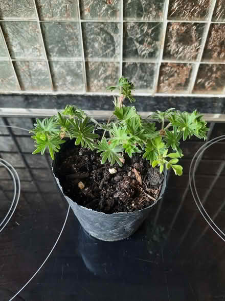 Photo of free Geranium Sanguineum (Morden SM4) #2