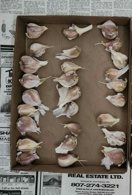 Photo of free Garlic for planting (Wellington Village) #1
