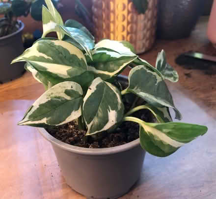 Photo of free Houseplants (Cripps Corner Rd TN32) #2