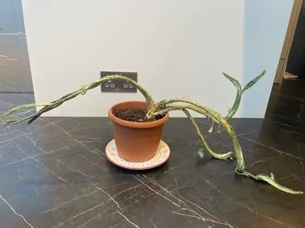 Photo of free Cactus (TN13) #1