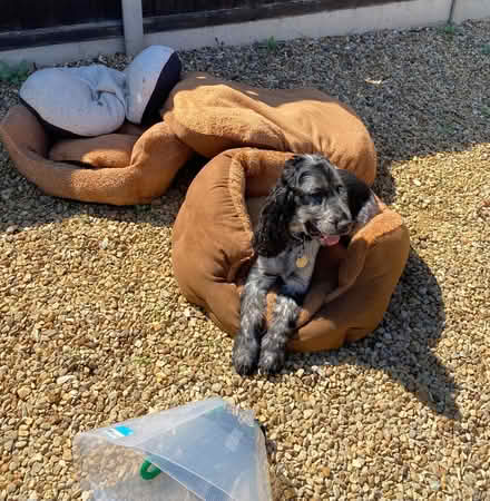 Photo of free X2 Bunty Dog Beds (Salhouse NR13) #1