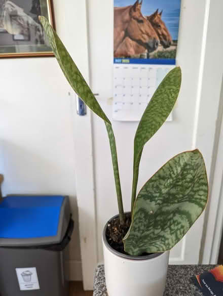 Photo of free House plant (Tonbridge TN10) #1