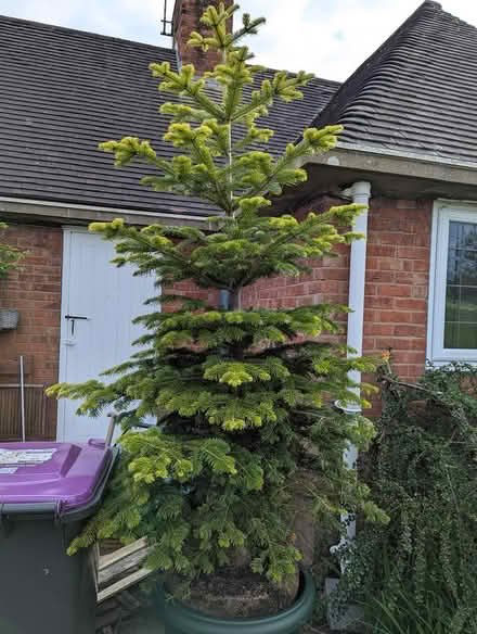 Photo of free Living Christmas Tree 🎄 (Weston Rhyn, Oswestry) #1