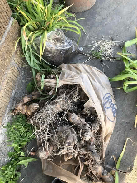 Photo of free canna Lilly bulbs (Toledo Ohio near Tecumseh St) #1