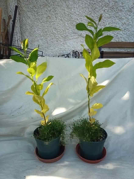 Photo of free Lemon tree (Drylaw EH4) #1