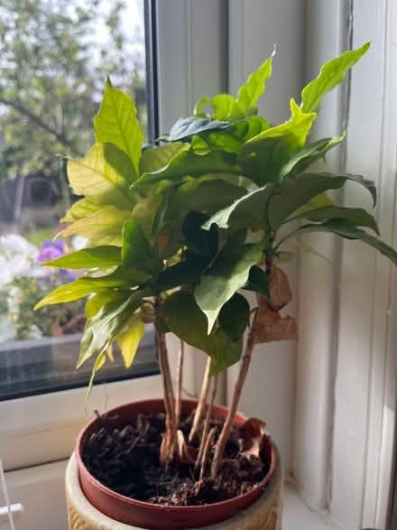 Photo of free 2 sad plants (Wadsley S6) #2