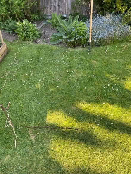 Photo of free Real turf - in slabs (Hatfield AL10) #1