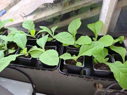 Photo of free Tobacco plants (Nether Kellet LA6) #1