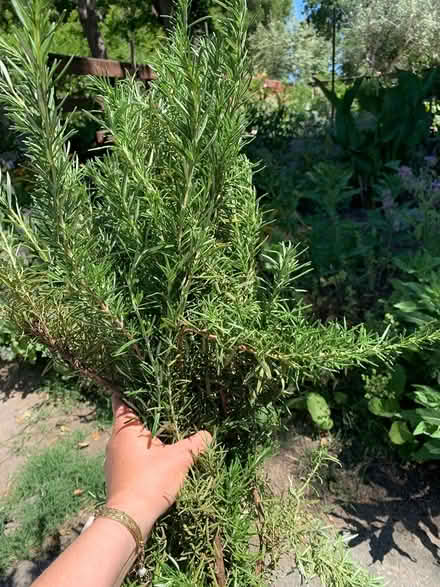 Photo of free Fresh organic rosemary (Woodside near Town) #2