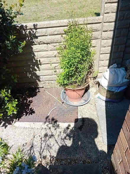 Photo of free Rosemary plants (CT12) #3