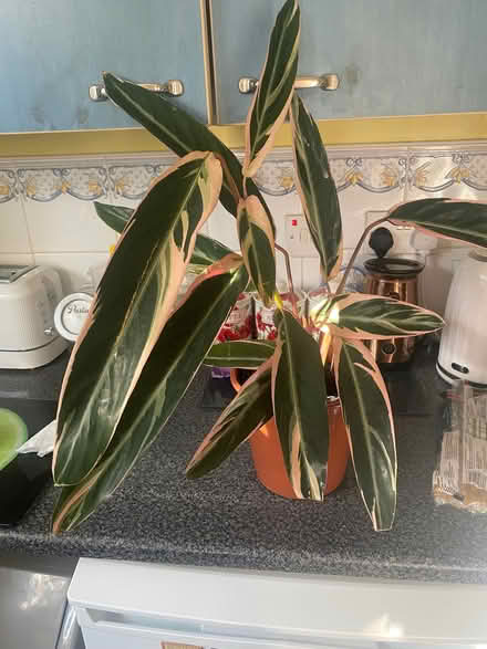 Photo of free Calathea house plant (Southdown) #1