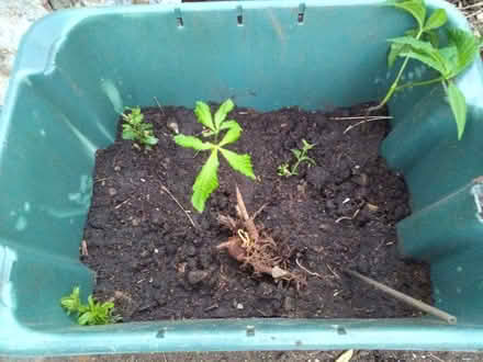Photo of free Horse chestnut trees (Donnington Bridge OX4) #1