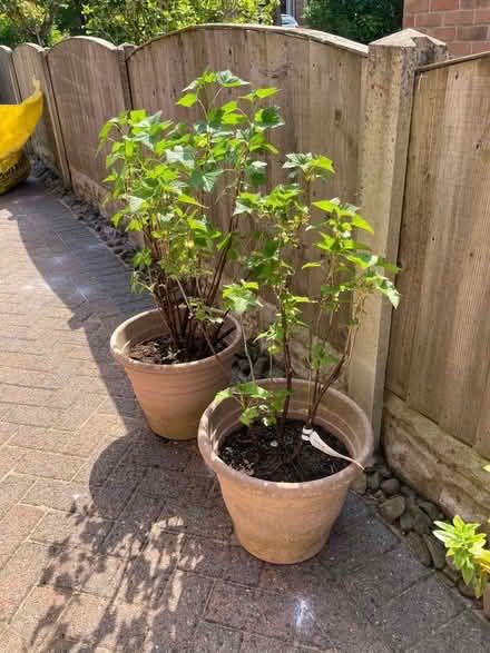 Photo of free Blackcurrant shrubs (Howhlill Quarries HG2) #2