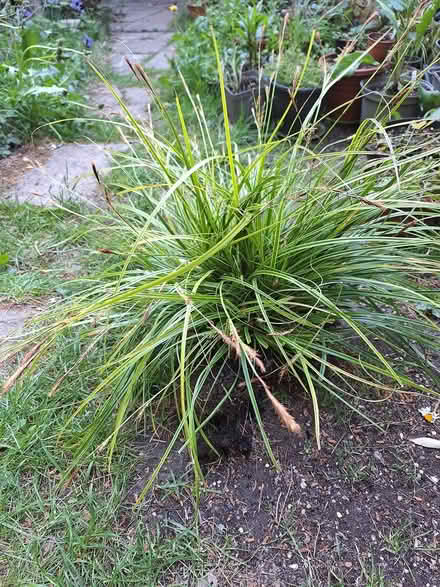 Photo of free Healthy ornamental grass plant RH12 (Horsham.) #1