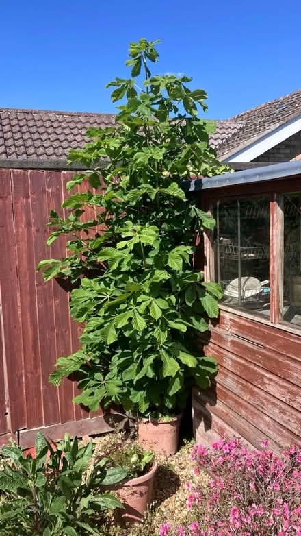 Photo of free Horse chestnut tree (PE28) #1