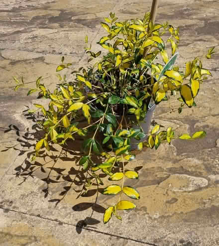 Photo of free Periwinkle plant in 2 litre pot (Aston Clinton HP22) #1