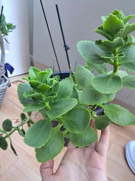Photo of free Indoor plant (Weybridge KT13) #1