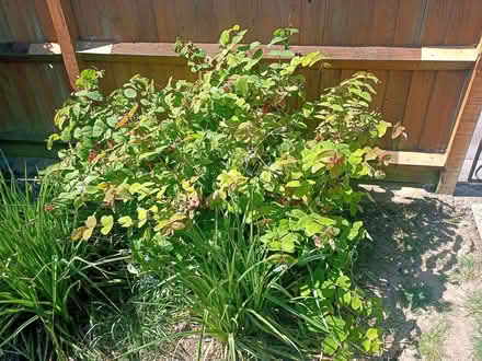 Photo of free Tutsan (outdoor plant/bush) (Rose Hill OX4) #1