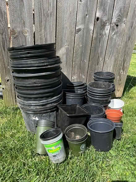 Photo of free Pots from seedlings (20020) #2