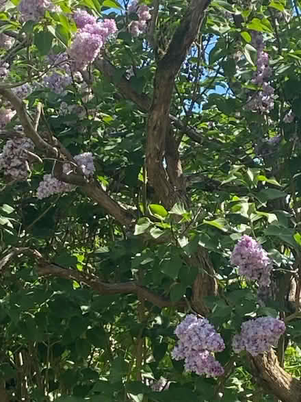 Photo of free Lilac shoots dug out (St Albans AL1) #1