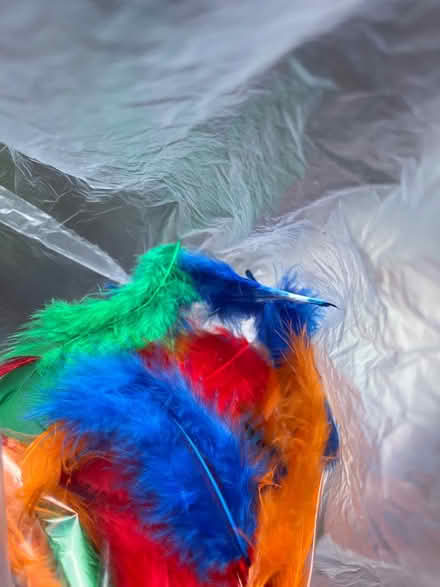 Photo of free Feathers (Whitton. TW3) #1