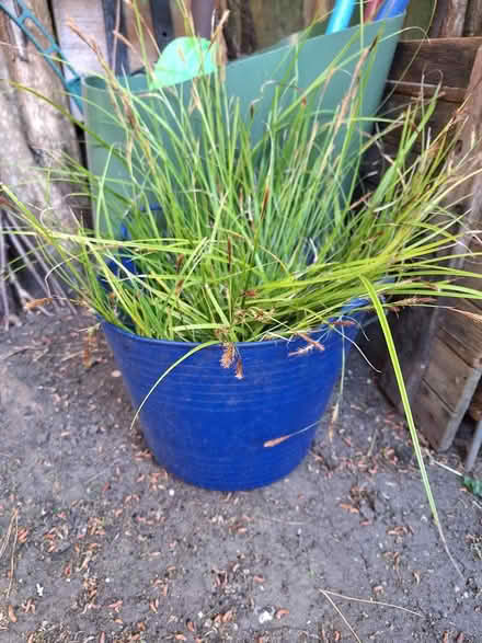 Photo of free Healthy ornamental grass plant RH12 (Horsham.) #2