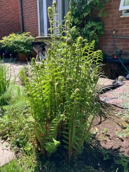 Photo of free Two plants (Willaston CH64) #1