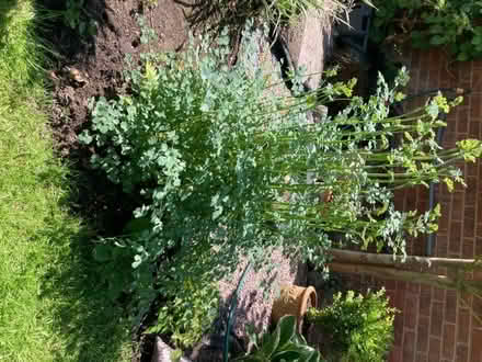Photo of free Two plants (Willaston CH64) #2