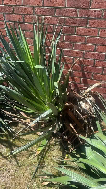Photo of free Yukka Plants (Cheshunt En8) #3