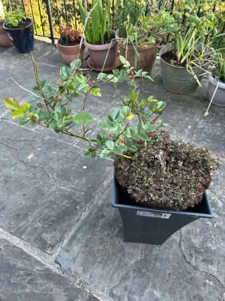 Photo of free Red rose bush (Rh13ad) #1