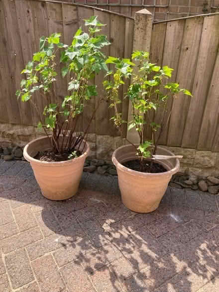 Photo of free Blackcurrant shrubs (Howhlill Quarries HG2) #1
