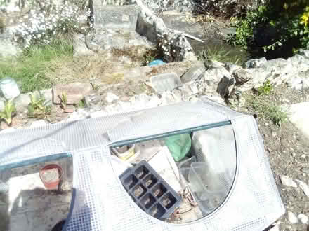 Photo of free Mini Greenhouse (Taverham NR8) #3