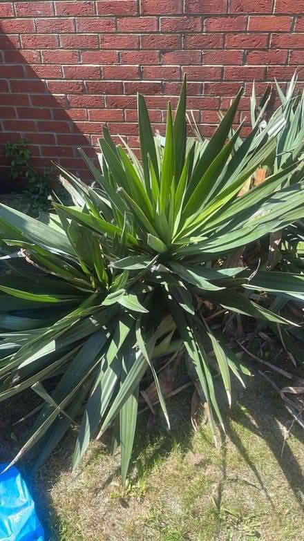 Photo of free Yukka Plants (Cheshunt En8) #4