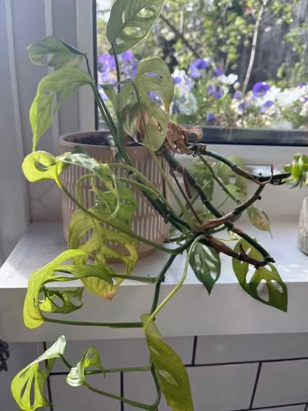 Photo of free 2 sad plants (Wadsley S6) #1