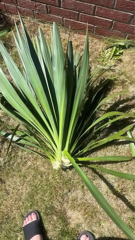 Photo of free Yukka Plants (Cheshunt En8) #1