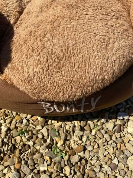 Photo of free X2 Bunty Dog Beds (Salhouse NR13) #2